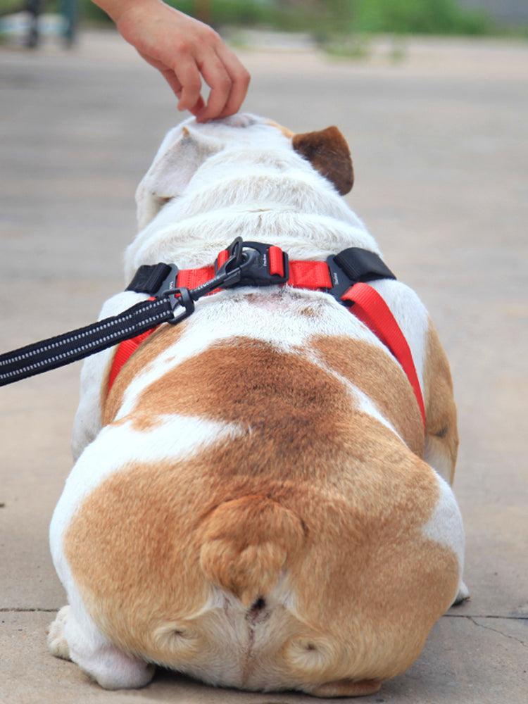 Comfortmesh Dog Leash Collar: Convenient And Stylish Walking Companion For Dogs Of All Sizes